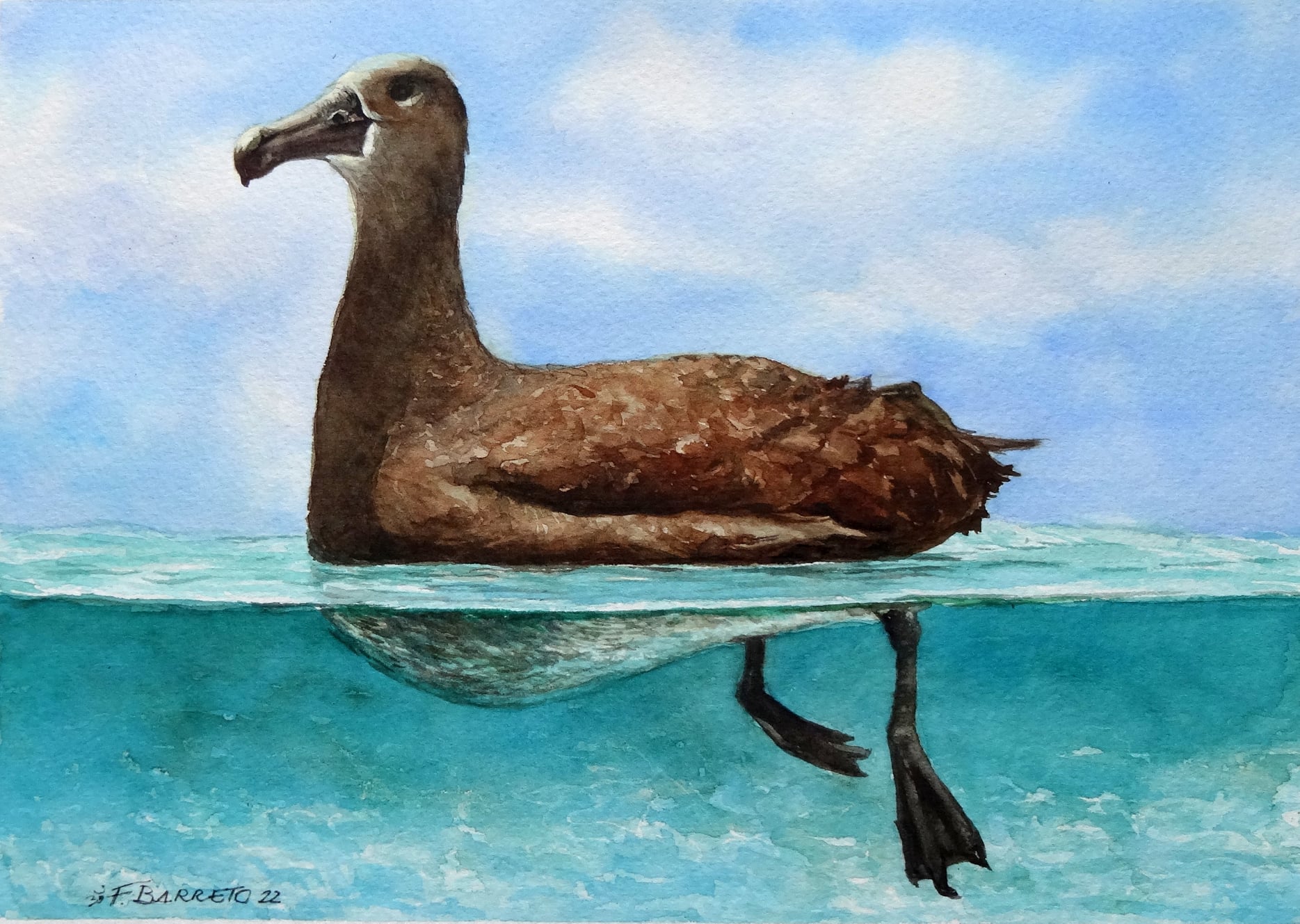 Flávia F. Barreto Black footed Albatrosses watercolour Koa Matsuoka
