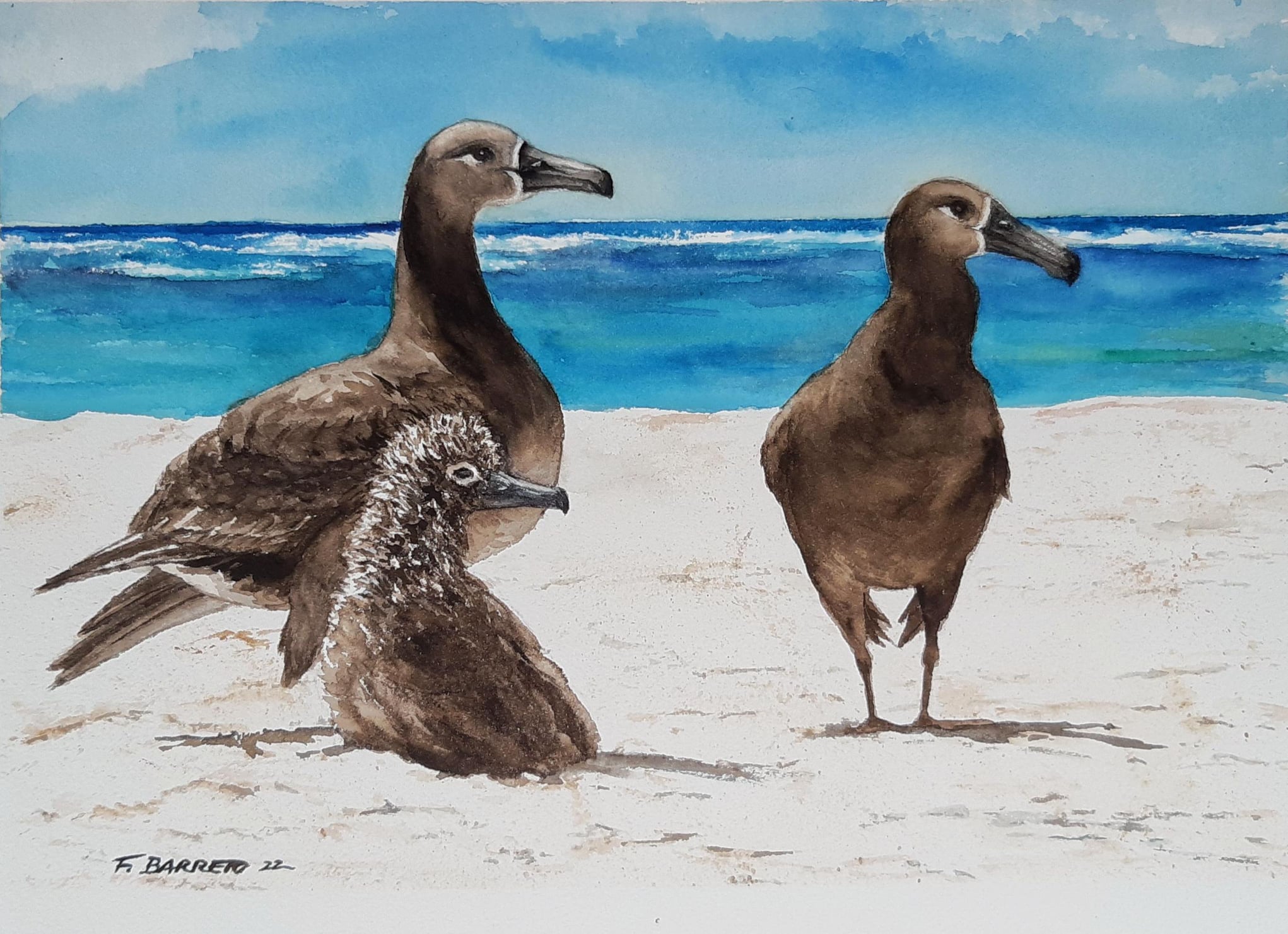Flávia F. Barreto Black footed Albatrosses watercolout and gouache Eriic Vanderwerf