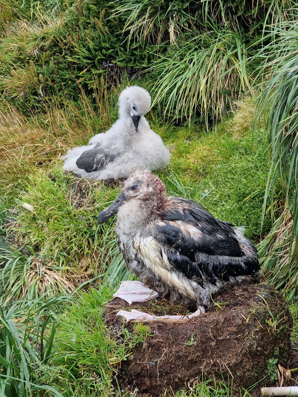 Grey headed Albatross wounded chick 2024 Michelle Risi 1