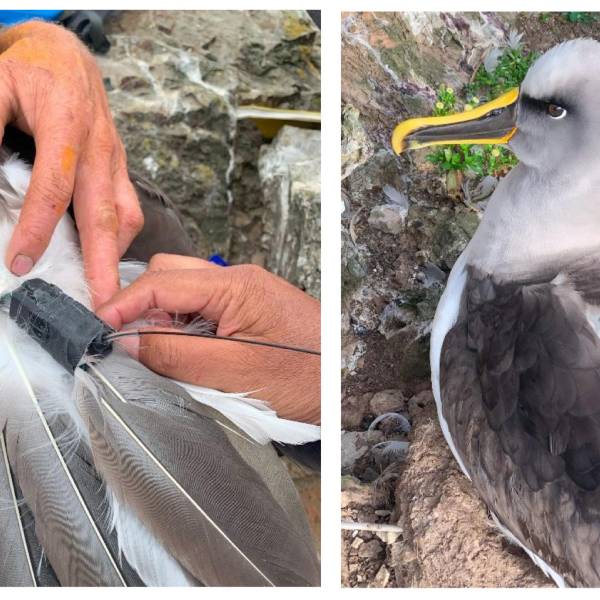 Research on Chatham Islands to bolster data on Motuhara’s populations of Northern Royal and Buller’s Albatrosses and Northern Giant Petrels