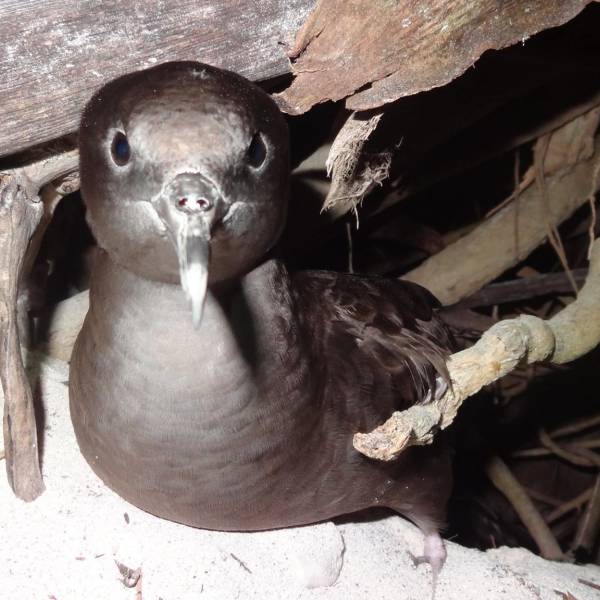 Wedge-tailed Shearwaters increase on now rat-free D’Arros Island in the Seychelles