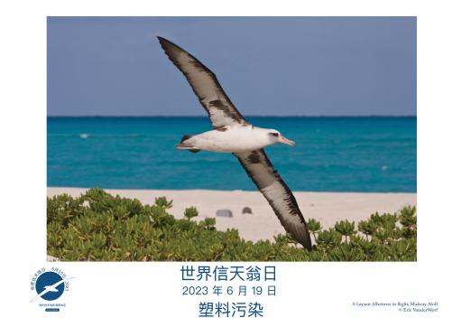 A Laysan Albatross in flight by Eric VanderWerf - Simplified Chinese