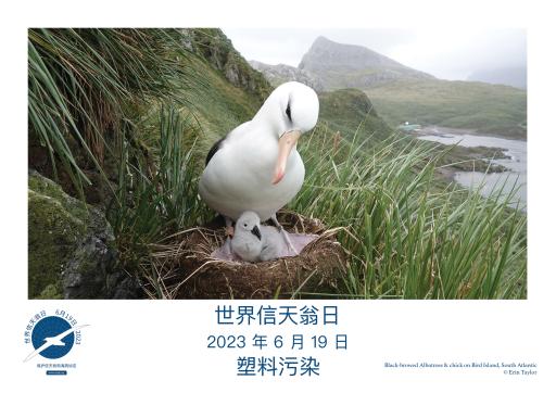 A Black-browed Albatross and chick by Erin Taylor - Simplified Chinese