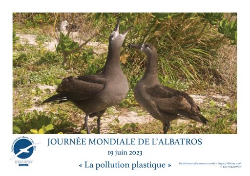 Black-footed Albatrosses courtship display by Eric VanderWerf - French